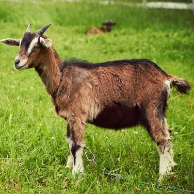 goat