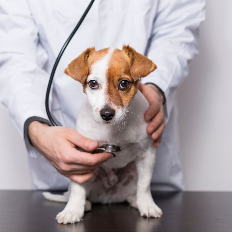 A veterinarian examines a dog