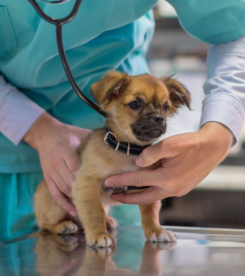 A vet examining a dog during a routine health check 