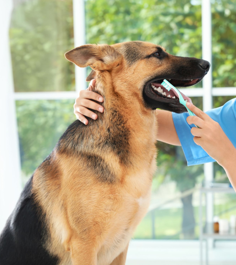 Pet Dentistry Inner Veterinarian brushing dog's teeth