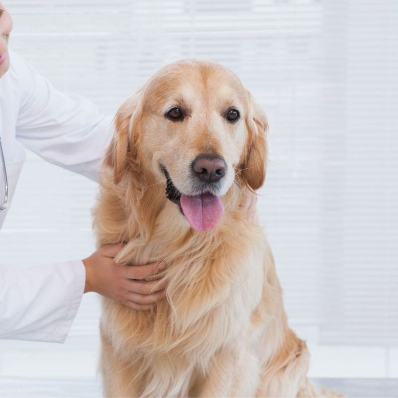 A female veterinarian examines a golden retriever