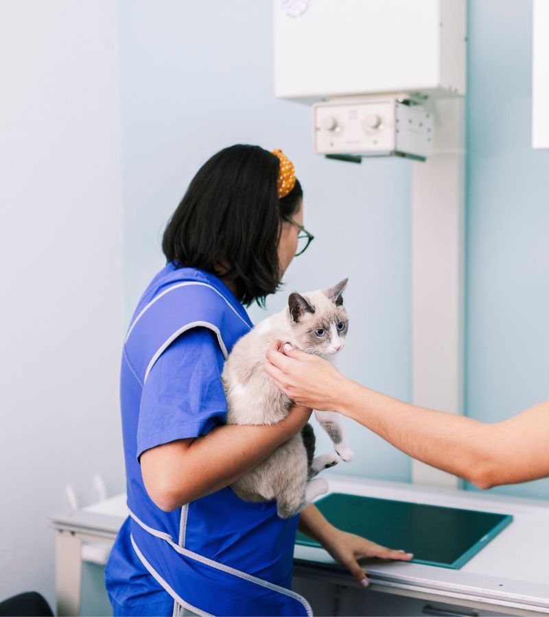 Pet Diagnostic Imaging Inner A woman gently holds a cat