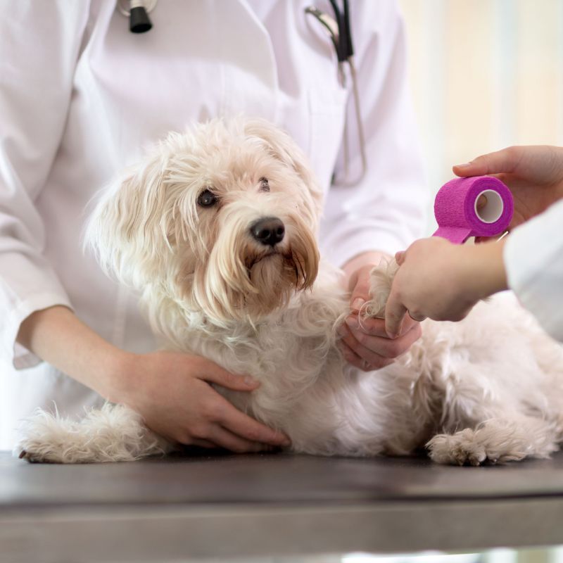 A dog is being checked by a veterinarian