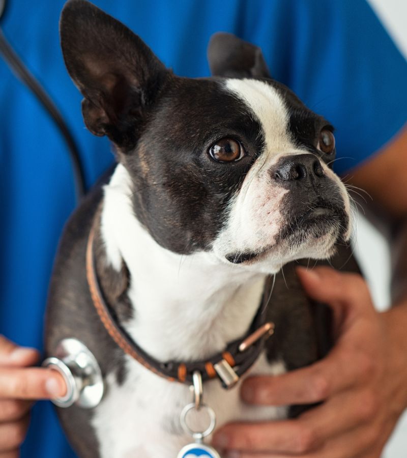 Pet Emergency Care Inner A veterinarian examining a Boston Terrier dog