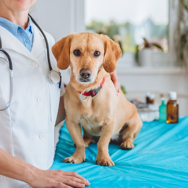 A woman in a white coat holds a small dog