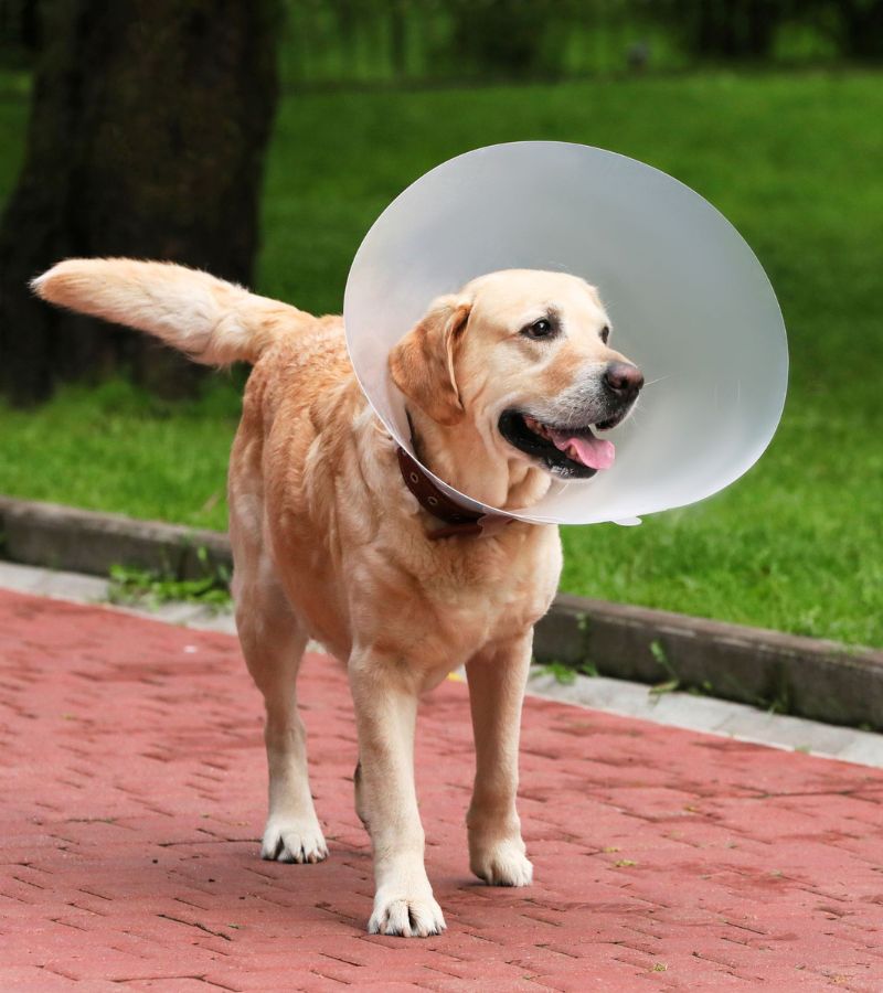 Pet Surgery Inner A dog wearing a protective cone around its head