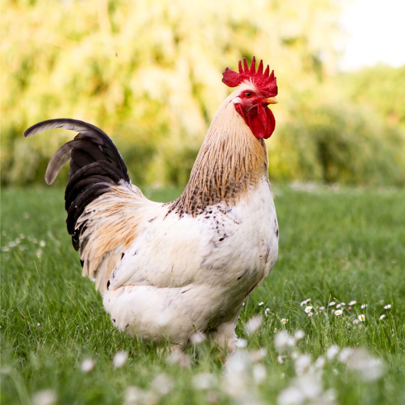 A chicken stand in a patch of green grass