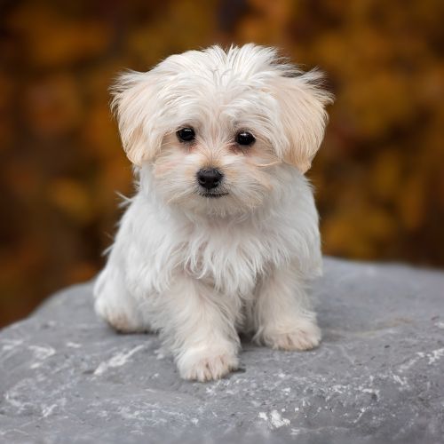 Veterinarian brushing cat's teeth