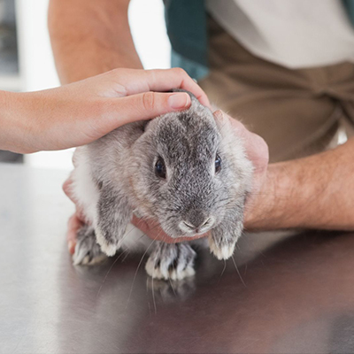 person holding a rabbit